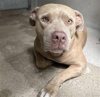 AUTUMN -  Pit Bull Terrier Dog for Adoption in San Bernardino, California - AUTUMN | PetCurious