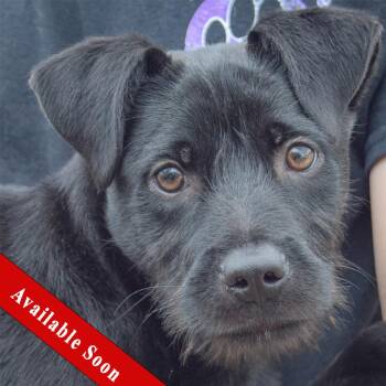 Schnauzer and Labrador Retriever Dogs Available for Adoption in Huntley, Illinois - Coal | PetCurious