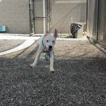 Bada Boom -  Pit Bull Terrier Dog for Adoption in York, Pennsylvania - Bada Boom | PetCurious