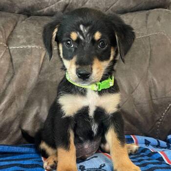 Ranger -  Mixed Breed Dog for Adoption in Allentown, Pennsylvania - Ranger | PetCurious