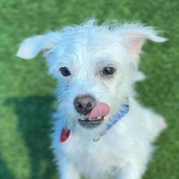 Miniature Poodle Dogs Available for Adoption in Los Angeles, California - Trix A2258490 | PetCurious