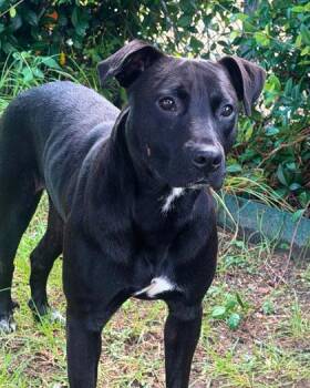 Talia -  Pit Bull Terrier and Mixed Breed Dog for Adoption in New Orleans, Louisiana - Talia | PetCurious