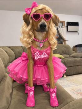 Barbie -  Redbone Coonhound Dog for Adoption in Westwood, New Jersey - Barbie | PetCurious