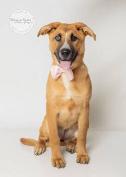 Gretal -  German Shepherd Dog and Collie Dog for Adoption in Tuscaloosa, Alabama - Gretal | PetCurious