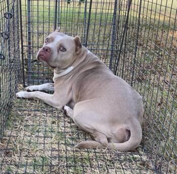 SANDY -  Mixed Breed Dog for Adoption in Dallas, Texas - SANDY | PetCurious