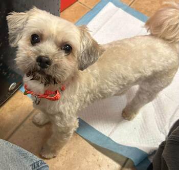 Luna -  Havanese Dog for Adoption - Luna | PetCurious