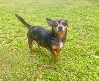 Chihuahua and Dachshund Dogs Available for Adoption in Shawnee, Oklahoma - Zella | PetCurious