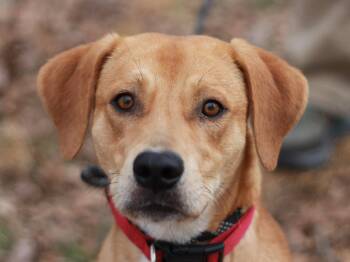 Mountain Cur Dogs Available for Adoption in Algood, Tennessee - Hank | PetCurious