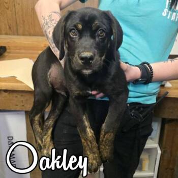 Coonhound and Mixed Breed Dogs Available for Adoption in Hillsboro, Ohio - Oakley | PetCurious