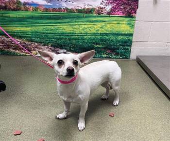 ZOE -  Chihuahua and Mixed Breed Dog for Adoption in Moreno Valley, California - ZOE | PetCurious