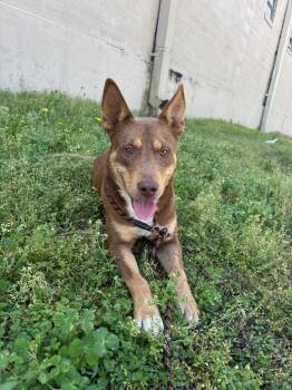 Shepherd Dogs Available for Adoption - Ripley | PetCurious