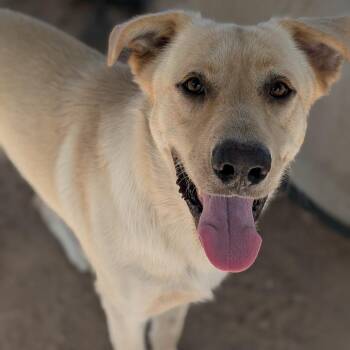 Larry -  Labrador Retriever Dog for Adoption in Buchanan Dam, Texas - Larry | PetCurious