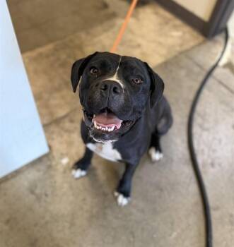 Pit Bull Terrier and Mixed Breed Dogs Available for Adoption in Ontario, California - ELSIE | PetCurious
