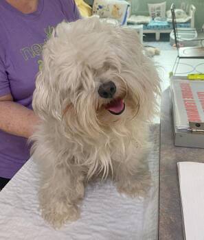 Maltese Dogs Available for Adoption in Benton, Louisiana - Miso (NOT YET AVAILABLE) | PetCurious