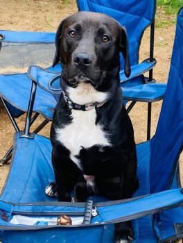 Rescue Labrador Retriever and Beagle Dogs for Adoption in Brewster, New York - Cobra | PetCurious