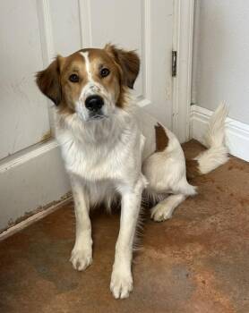 Brittany Spaniel and Australian Shepherd Dogs Available for Adoption - Baloo | PetCurious