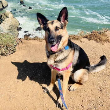 Rescue German Shepherd Dog Dogs for Adoption in Oakland, California - Amana | PetCurious