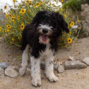 Waffle Fry -  Poodle and Mixed Breed Dog for Adoption in Palm Springs, California - Waffle Fry | PetCurious