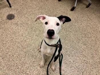GHOST -  Pit Bull Terrier and Mixed Breed Dog for Adoption in Colorado Springs, Colorado - GHOST | PetCurious