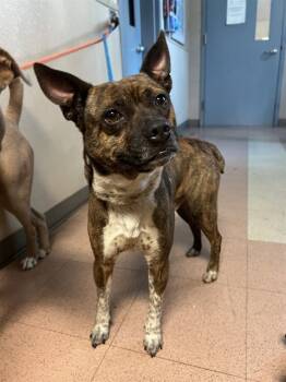 Rescue Boston Terrier and Mixed Breed Dogs for Adoption in San Jose, California - WAFFLE | PetCurious