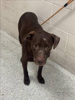 BECLAN -  Labrador Retriever and Mixed Breed Dog for Adoption in Conroe, Texas - BECLAN | PetCurious