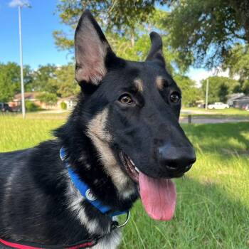Bruno -  German Shepherd Dog Dog for Adoption in South Houston, Texas - Bruno | PetCurious