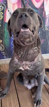 Portia (GA) -  Pit Bull Terrier Dog for Adoption in New York, New York - Portia (GA) | PetCurious