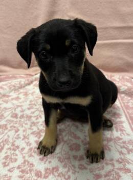 Collins -  Shepherd and Labrador Retriever Dog for Adoption in Yankton, South Dakota - Collins | PetCurious
