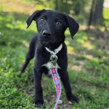 German Shepherd Dog Dogs Available for Adoption in Lowell, Arkansas - Tussle | PetCurious
