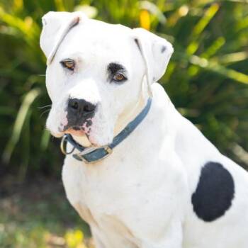 HOLSTEIN -  Pit Bull Terrier Dog for Adoption in Camarillo, California - HOLSTEIN | PetCurious