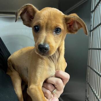 Chihuahua Dogs Available for Adoption in Antioch, California - Charlie | PetCurious