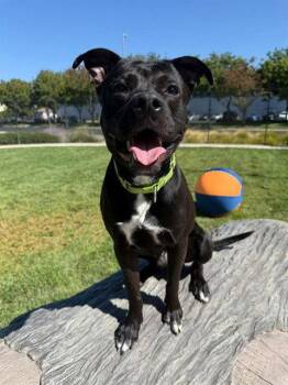 Barnabas -  Pit Bull Terrier Dog for Adoption in Elk Grove, California - Barnabas | PetCurious
