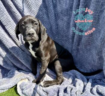 German Shorthaired Pointer and Cane Corso Dogs Available for Adoption in Inglewood, California - Saint Joseph Litter-Spencer COH | PetCurious