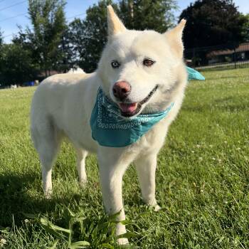 Tarragon -  Mixed Breed Dog for Adoption in Canal Winchester, Ohio - Tarragon | PetCurious