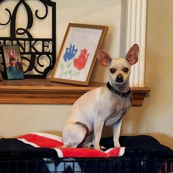 Chihuahua Dogs Available for Adoption - Rowena | PetCurious