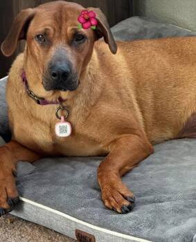 German Shepherd Dog Dogs Available for Adoption in Palmdale, California - Journey | PetCurious