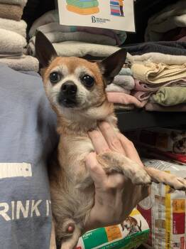 Buddy - NH -  Chihuahua and Rat Terrier Dog for Adoption in Bryan, Texas - Buddy - NH | PetCurious