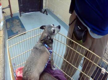 GLADE -  Chihuahua Dog Available for Adoption in Tulsa, Oklahoma - GLADE | PetCurious