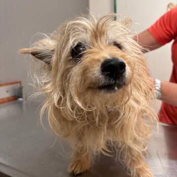 Coco -  Terrier and Mixed Breed Dog for Adoption in Reno, Nevada - Coco | PetCurious