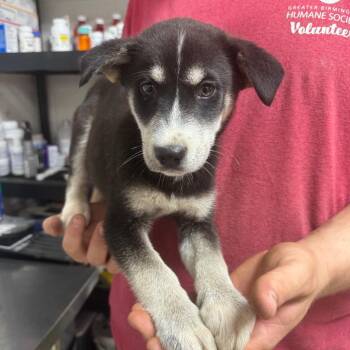 Shepherd and Husky Dogs Available for Adoption in Birmingham, Alabama - Tango | PetCurious