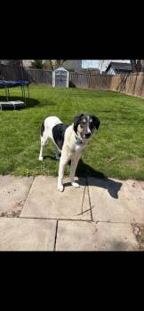 NIKO (FOSTER OR FOSTER TO ADOPT) -  Mixed Breed Dog Available for Adoption in Ajax, Ontario - NIKO (FOSTER OR FOSTER TO ADOPT) | PetCurious