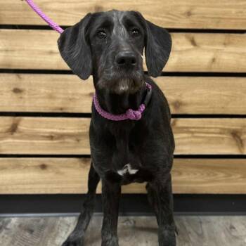Rescue German Wirehaired Pointer Dogs for Adoption in Wadena, Minnesota - Cleo | PetCurious