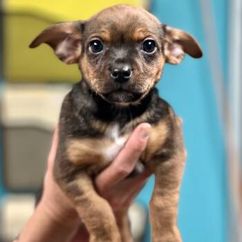 Mixed Breed Dogs Available for Adoption in Berwick, Maine - COLBY - ARRIVING IN MAINE MAY 2ND | PetCurious