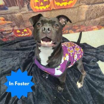 Rescue Pit Bull Terrier and Mixed Breed Dogs for Adoption in Indianapolis, Indiana - INDIANA | PetCurious