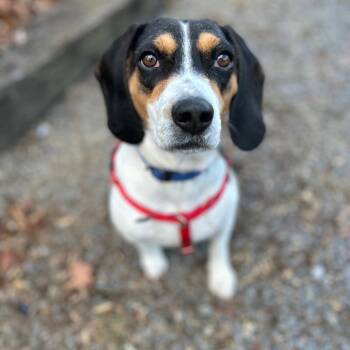 Elvis -  Beagle Dog for Adoption in Berkeley Springs, West Virginia - Elvis | PetCurious