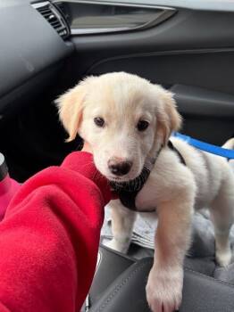 Golden Retriever and Mixed Breed Dogs Available for Adoption - Harvey (puppy) | PetCurious