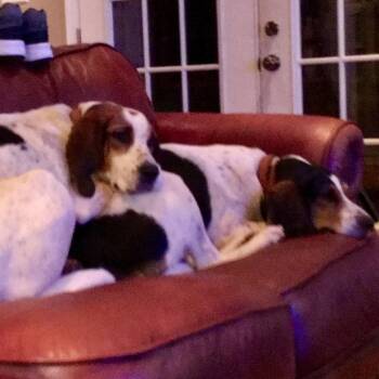 Ruby -  American Foxhound Dog for Adoption in Lynchburg, Virginia - Ruby | PetCurious