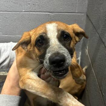 Annabelle -  Mixed Breed Dog for Adoption in Corbin, Kentucky - Annabelle | PetCurious