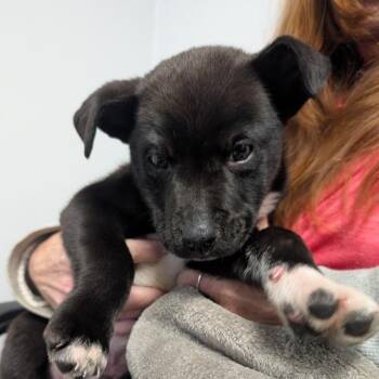 Reggie -  Retriever and Mixed Breed Dog for Adoption in Greenville, South Carolina - Reggie | PetCurious