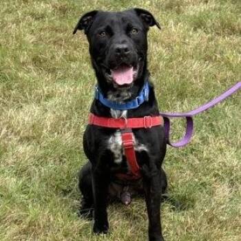 Ronald -  Mixed Breed Dog for Adoption in Worcester, Massachusetts - Ronald | PetCurious